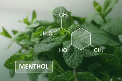 Illustration of menthol chemical formula and fresh aromatic green mint, closeup view 
