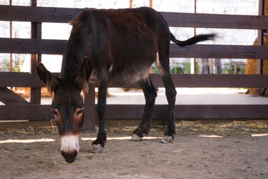 Photo of Cute donkey near fence on farm. Animal husbandry