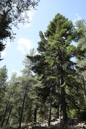 Beautiful conifer trees growing in mountain forest