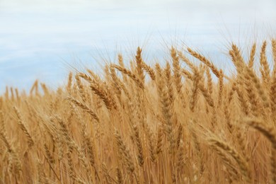 Photo of Beautiful ripe wheat spikes in agricultural field