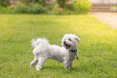 Cute little Maltese dog walking on green grass
