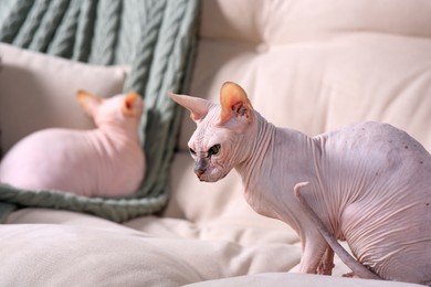 Adorable Sphynx cats on sofa at home. Lovely pets