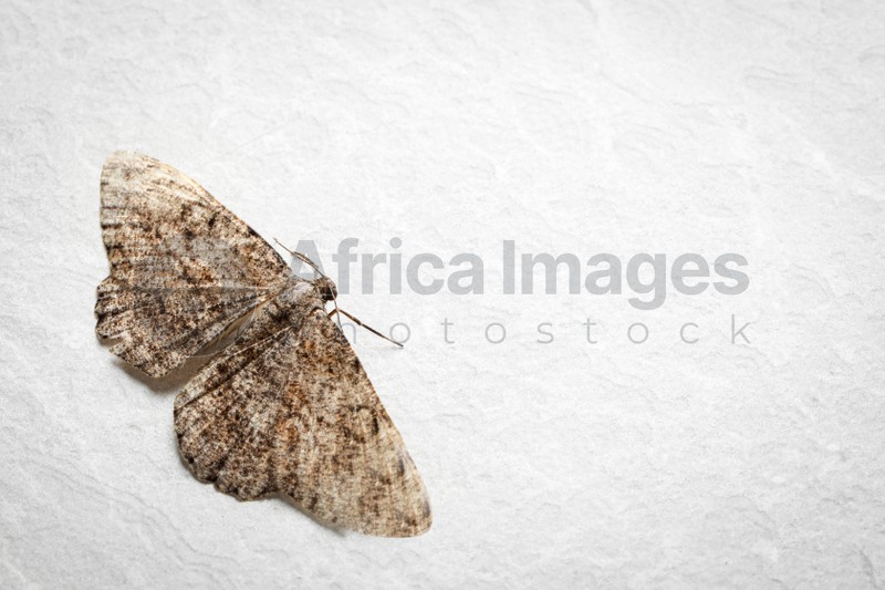 Photo of Alcis repandata moth on white surface, top view. Space for text