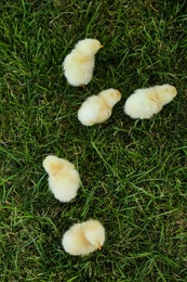 Cute fluffy baby chickens on green grass, top view. Farm animals