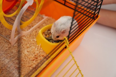 Cute funny pearl hamster feeding in cage, closeup