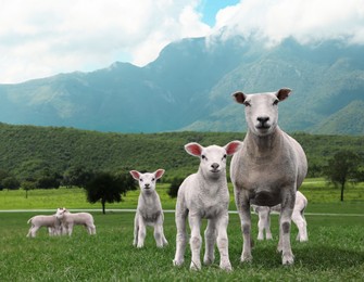 Image of Cute funny sheep on green grass in mountains