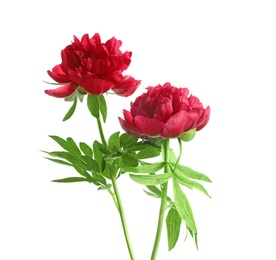 Beautiful blooming peony flowers on white background