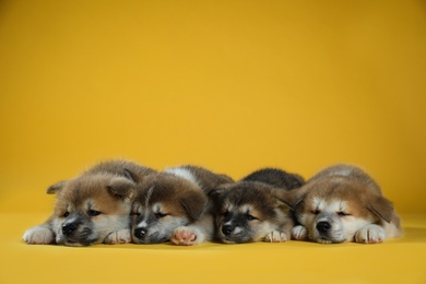 Photo of Adorable Akita Inu puppies on yellow background. Space for text