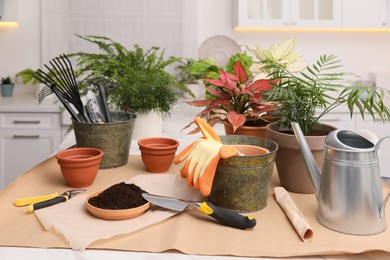 Photo of Beautiful houseplants and gardening tools on table indoors