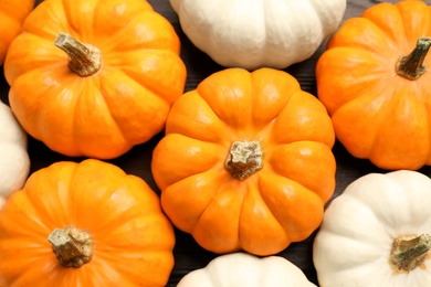 Many white and orange pumpkins on table, flat lay
