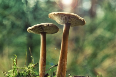Mushrooms growing in wilderness on autumn day, closeup