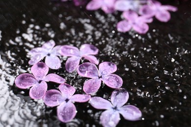 Photo of Beautiful lilac flowers in water on black surface, closeup