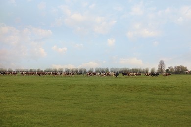 Herd of cows grazing on pasture. Farm animal