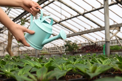 Photo of Woman watering fresh growing seedlings in greenhouse, closeup. Space for text