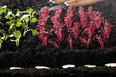 Photo of Seeds and vegetable seedlings growing under rain in fertile soil