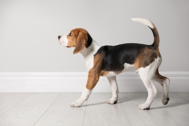Cute Beagle puppy near light wall indoors. Adorable pet