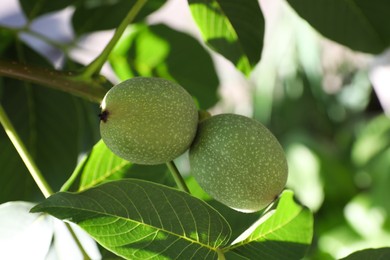 Green unripe walnuts growing on tree outdoors