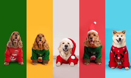 Cute dogs in Christmas sweaters and Santa hats on color backgrounds
