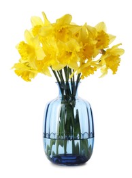 Beautiful daffodils in vase on white background