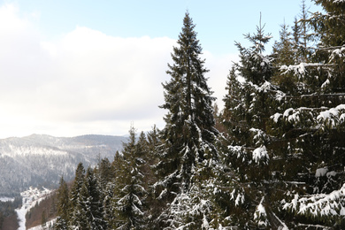 Beautiful mountain landscape with coniferous forest in winter