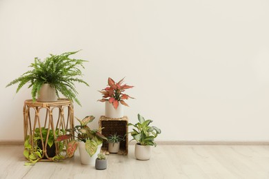 Many different houseplants in room. Interior element