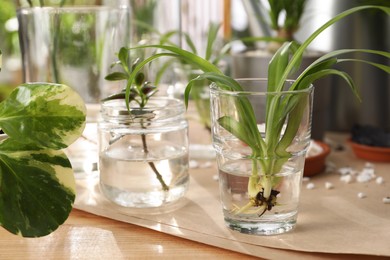 Exotic house plants in water on wooden table