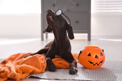 Adorable German Shorthaired Pointer dog in funny glasses with Halloween trick or treat bucket indoors