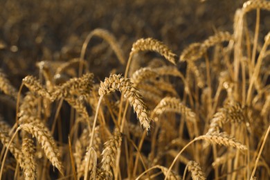 Ripe wheat spikes in agricultural field on sunny day, closeup