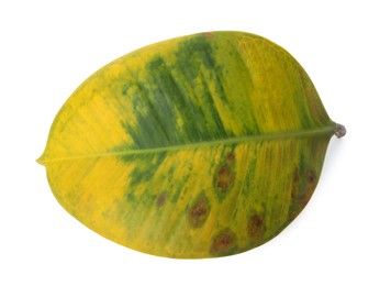 Photo of Leaf with blight disease isolated on white, top view