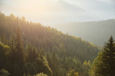Picturesque view of mountain landscape with forest at sunrise