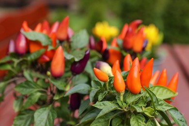 Capsicum Annuum plants. Potted rainbow multicolor chili peppers outdoors against blurred background, closeup