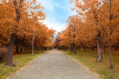 Photo of Picturesque view of park with beautiful trees. Autumn season