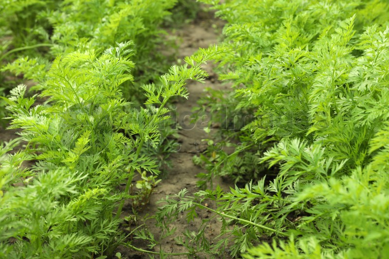 Carrot plants with green leaves growing in garden