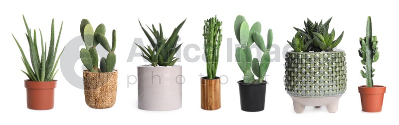 Set with different beautiful plants on white background. Banner design