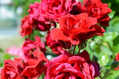 Photo of Closeup view of beautiful blooming rose bush outdoors on sunny day