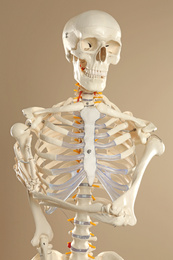 Artificial human skeleton model on beige background
