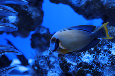 Beautiful surgeonfish swimming in clear aquarium water