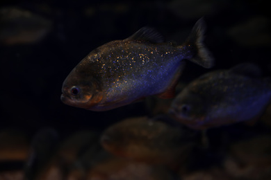 Shiny piranha fish swimming in dark aquarium