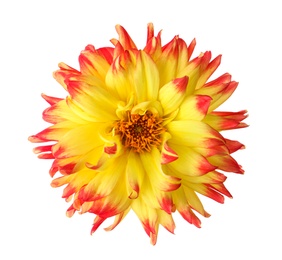 Photo of Beautiful blooming dahlia flower isolated on white