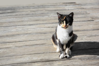 Photo of Lonely stray cat outdoors on sunny day, space for text. Homeless animal