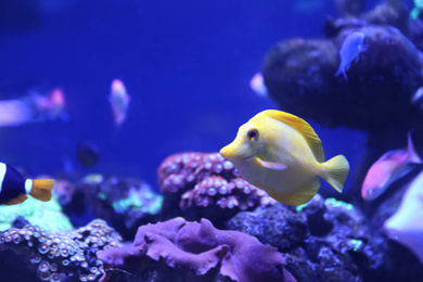 Beautiful yellow tang fish in clear aquarium water