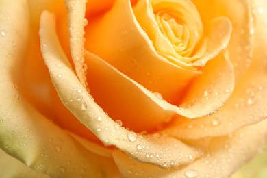 Beautiful yellow rose flower with water drops as background, closeup