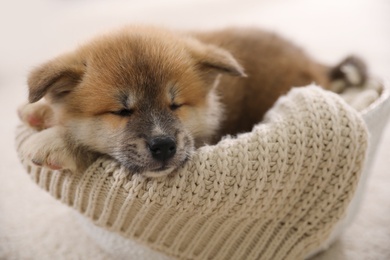 Adorable Akita Inu puppy in dog bed indoors, closeup