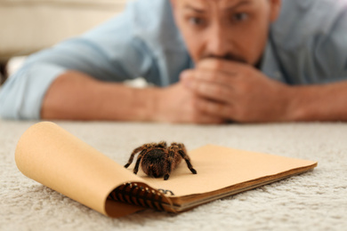 Photo of Man and tarantula on carpet. Arachnophobia (fear of spiders)