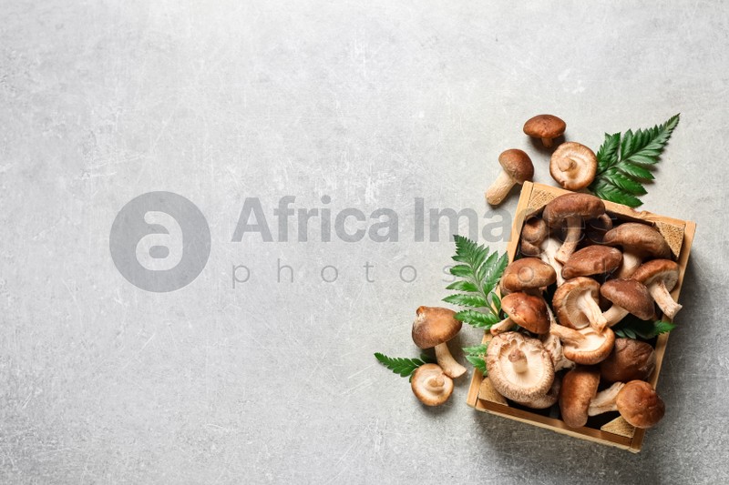Fresh shiitake mushrooms on light table, flat lay. Space for text