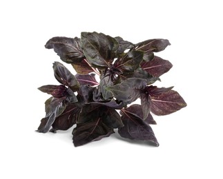 Aromatic fresh purple basil leaves on white background