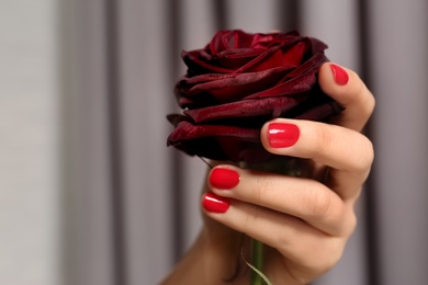 Woman with red manicure holding rose on blurred background, closeup. Nail polish trends