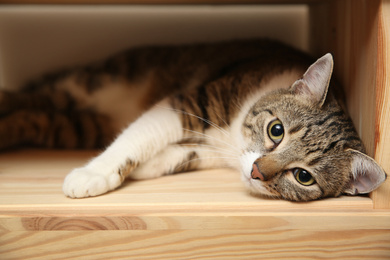Cute tabby cat on wooden shelf. Friendly pet