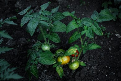 Fresh young tomato plant growing in ground outdoors. Gardening season