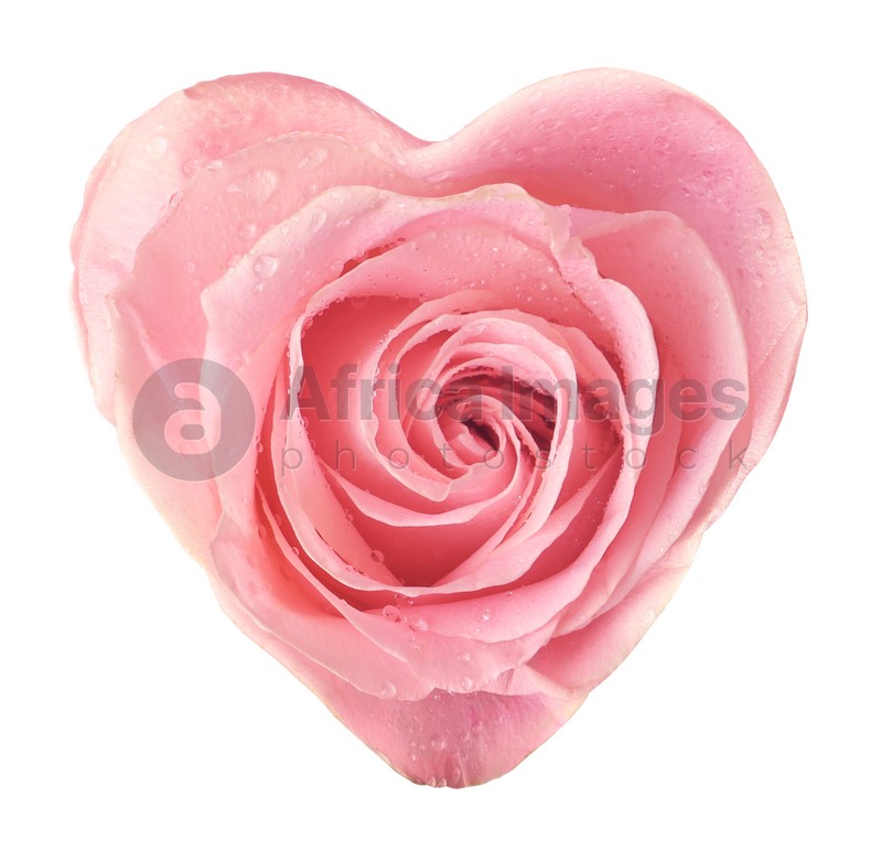 Beautiful pink rose in shape of heart on white background